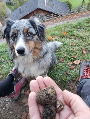 Ruby, notre chienne truffière et les champignons fraichement cueillis
